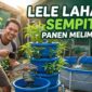 Cara Budidaya Lele di Lahan Sempit agar Panen Melimpah, Cocok untuk Pemula (Foto: AI)
