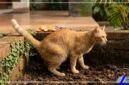 Cara Ampuh Mencegah Kucing Liar Buang Air Sembarangan di Area Rumah (Foto: AI)