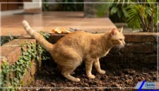 Cara Ampuh Mencegah Kucing Liar Buang Air Sembarangan di Area Rumah (Foto: AI)