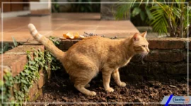 Cara Ampuh Mencegah Kucing Liar Buang Air Sembarangan di Area Rumah (Foto: AI)