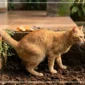 Cara Ampuh Mencegah Kucing Liar Buang Air Sembarangan di Area Rumah (Foto: AI)
