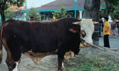Idul Adha 2026, Presiden Prabowo Kurbankan “Si Bambang”, Sapi Simental 1 Ton di Masjid Agung Surakarta