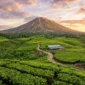 Rekomendasi Wisata Alam Kerinci Terbaik untuk Libur Sekolah
(Foto: AI)