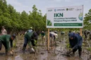 Bukan Sekadar Tanam Mangrove, IKN Siap Jadi Model Pemulihan Pesisir Indonesia
(Foto: Dok. BerandaPost.
/emitennews)